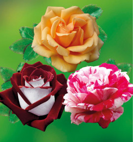 COLIBRIANT 3 ROSIERS BUISSONS : 1 OSIRIA + 1 VALENCIA + 1 CANDY STRIPE