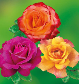 COLIBRIANT 3 ROSIERS : 1 PAROLE + 1 MEIN MUNCHEN + 1 SUTTER'S GOLD