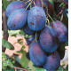 PRUNIER QUETSCHE D'ALSACE