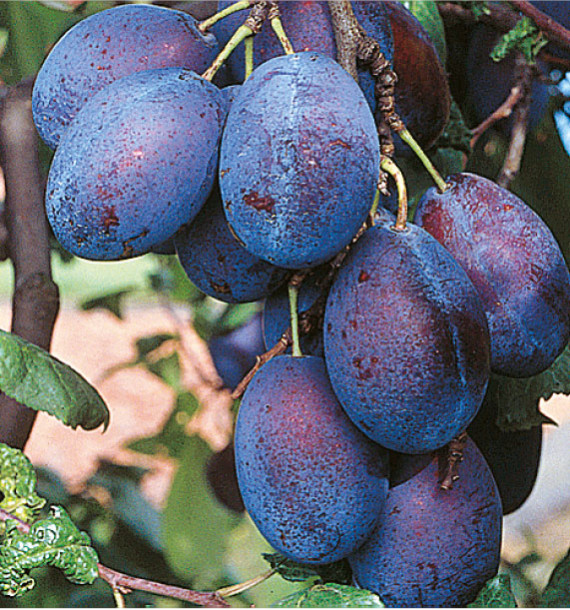 PRUNIER QUETSCHE D'ALSACE