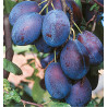 PRUNIER QUETSCHE D'ALSACE