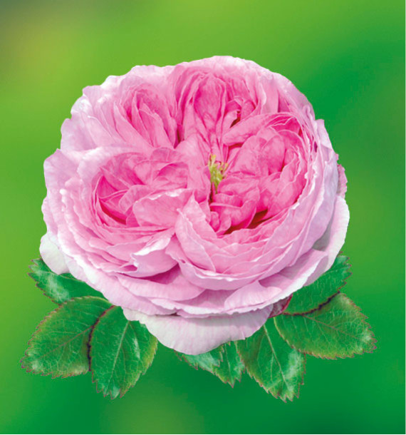 ROSIER COMTE DE CHAMBORD