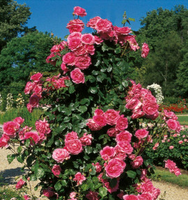 ROSIER GRIMPANT PINK CLOUD