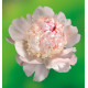 PIVOINE EDEN'S PERFUME