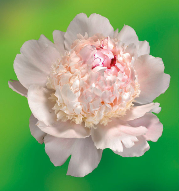 PIVOINE EDEN'S PERFUME