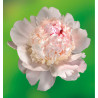 PIVOINE EDEN'S PERFUME