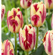 TULIPE TRIOMPHE GRAND PERFECTION