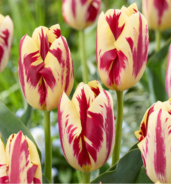 TULIPE TRIOMPHE GRAND PERFECTION