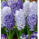 JACINTHES BLEU CLAIR ET BLEU FONCÉ