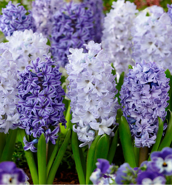 JACINTHES BLEU CLAIR ET BLEU FONCÉ