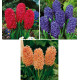 COLIBRIANT 9 JACINTHES PARFUMEES : 3 JAN BOS + 3 BLUE JACKET + 3 GIPSY QUEEN