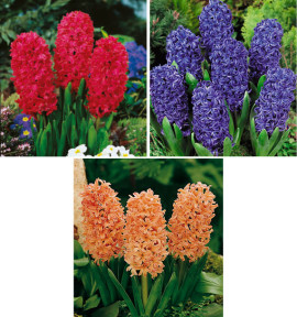 COLIBRIANT 9 JACINTHES PARFUMEES : 3 JAN BOS + 3 BLUE JACKET + 3 GIPSY QUEEN