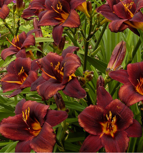 HEMEROCALLE CHOCOLATE CANDY