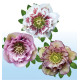 COLIBRIANT 3 HELLEBORES DOUBLES ELLEN® : 1 WHITE SPOTTED + 1 PINK SPOTTED + 1 PICOTEE