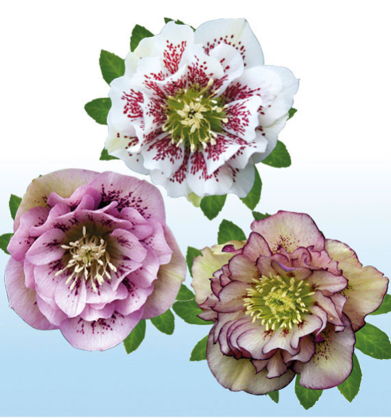 COLIBRIANT 3 HELLEBORES DOUBLES ELLEN® : 1 WHITE SPOTTED + 1 PINK SPOTTED + 1 PICOTEE