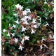 ABELIA GRANDIFLORA SHERWOOD