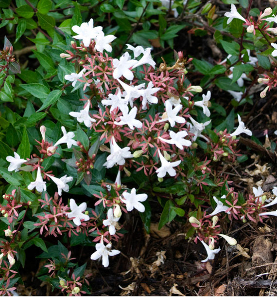ABELIA GRANDIFLORA SHERWOOD