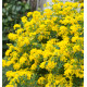 CORONILLA EMERUS