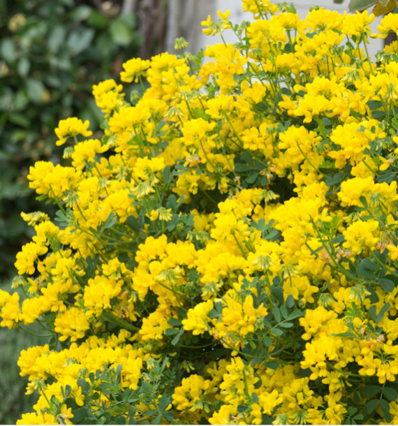 CORONILLA EMERUS