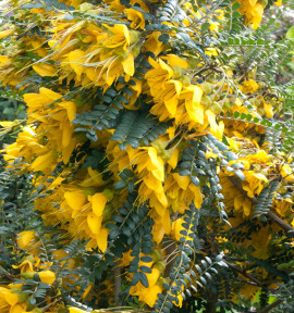 SOPHORA SUN KING® Hilsop
