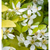 CHOISYA TERNATA GOLDFINGER ®