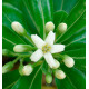 PITTOSPORUM TOBIRA (Semis)