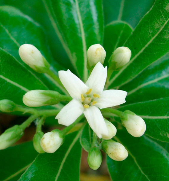 PITTOSPORUM TOBIRA (Semis)