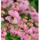 CARYOPTERIS CAMARA® PINK