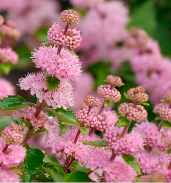 CARYOPTERIS CAMARA® PINK