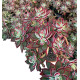 ECHEVERIA DEVOTION