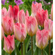 TULIPE FOSTERIANA FLAMMING PURISSIMA