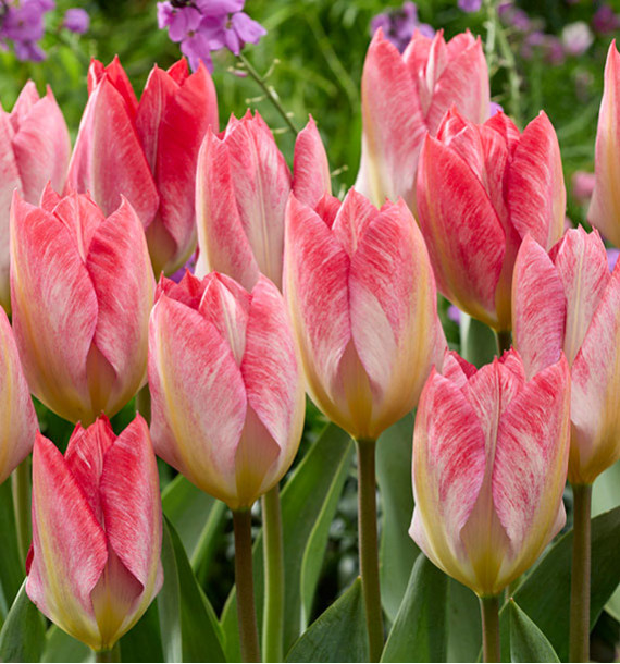 TULIPE FOSTERIANA FLAMMING PURISSIMA