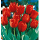 TULIPE SIMPLE HATIVE RED PARADISE