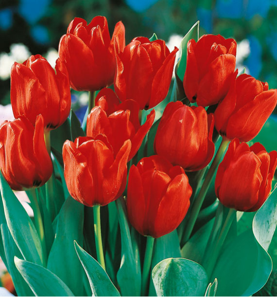 TULIPE SIMPLE HATIVE RED PARADISE