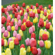 TULIPES SIMPLES TARDIVES EN MELANGE