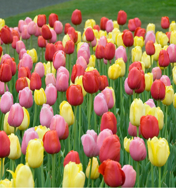 TULIPES SIMPLES TARDIVES EN MELANGE