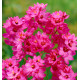 IXIA MABEL (Lis des blés)