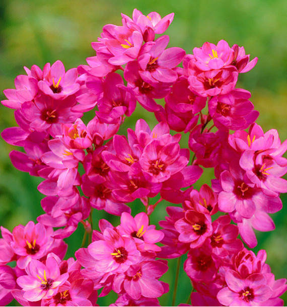 IXIA MABEL (Lis des blés)