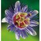 PASSIFLORE CAERULEA 