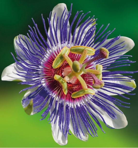 PASSIFLORE CAERULEA 