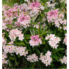 ORANGER DU MEXIQUE APPLE BLOSSOM® Pmoore09