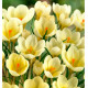 CROCUS CHRYSANTHUS CREAM BEAUTY