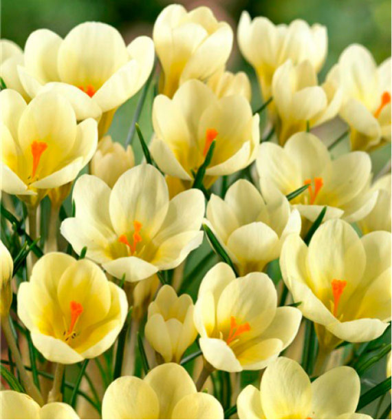 CROCUS CHRYSANTHUS CREAM BEAUTY