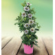 PASSIFLORE CAERULEA