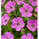 geranium-vivace-kelly-anne