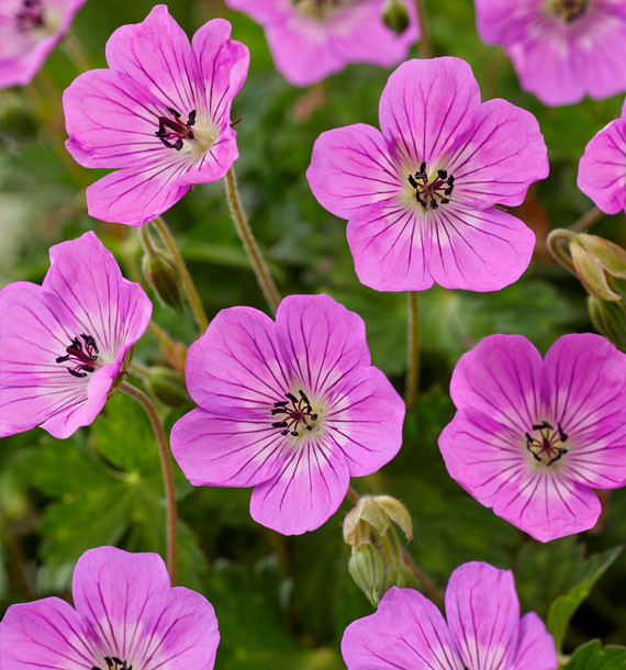 geranium-vivace-kelly-anne