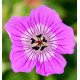geranium-vivace-kelly-anne