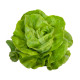 LAITUE GUSTAV'S SALAD