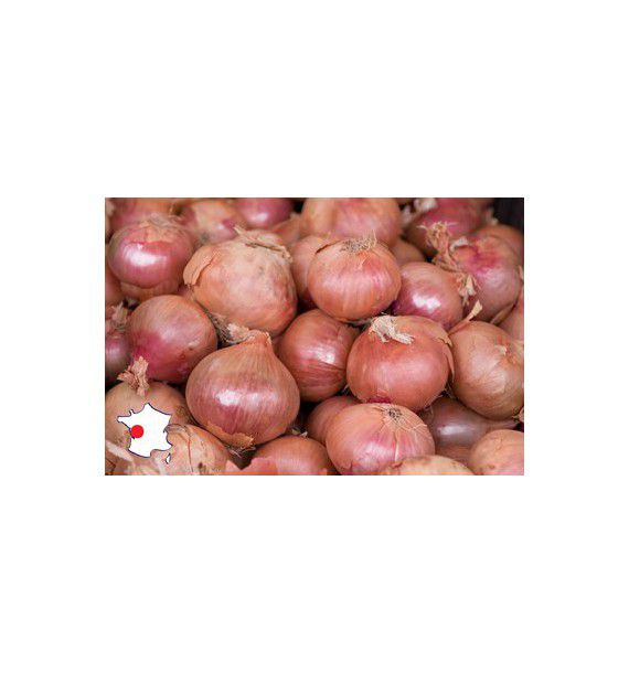 OIGNON ROUGE PALE DE NIORT