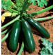 COURGETTE ASTIA F1
